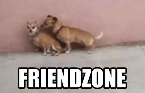 Dieren Gifs Hond wenkbrauwen 