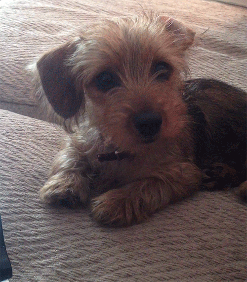 Dieren Gifs Hond Mopshond 