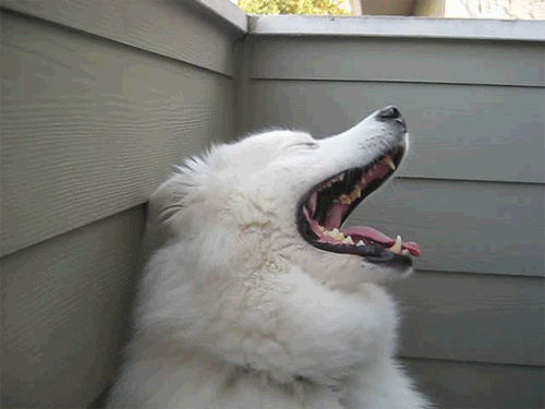 Dieren Gifs Hond 