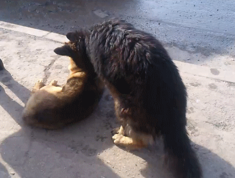 Dieren Gifs Hond reactie likken het+eten hilarisch 