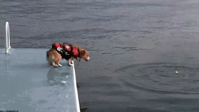 Dieren Puppy Gifs Hond 