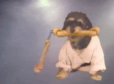 Dieren Zonnebril Gifs Hond jumping 