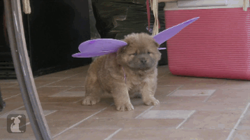 Dieren Gifs Hond verdrietig coulissen fee 