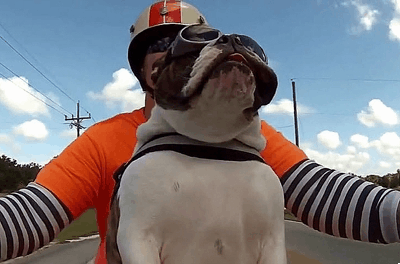 Dieren Emoties gebit Gifs Hond wtf boosheid 
