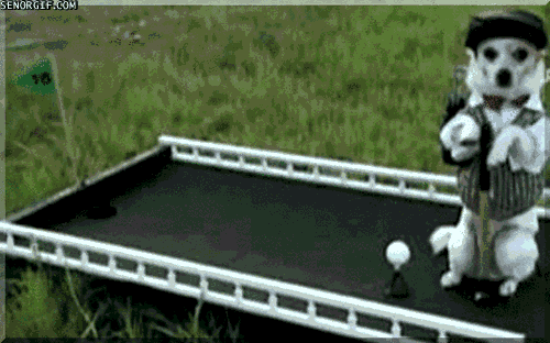 Dieren Baby Gifs Hond wandelaar 