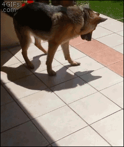 Honden GIF. Dieren Gifs Hond Overwinning Surfing 