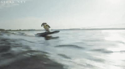 Dieren Puppy Gifs Hond 