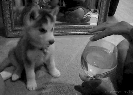 Dieren Puppy Sneeuw Gifs Hond 