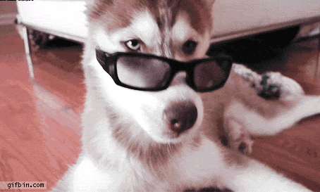 Dieren Baby Gifs Hond 