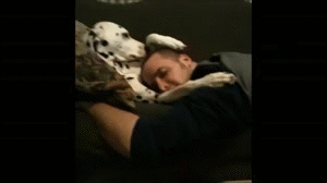 Mopshond GIF. Dieren Gifs Hond Mopshond Glimlach 