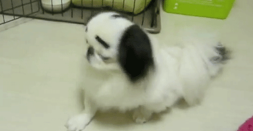 Dieren hersenen Gifs Hond lus gelukkig 