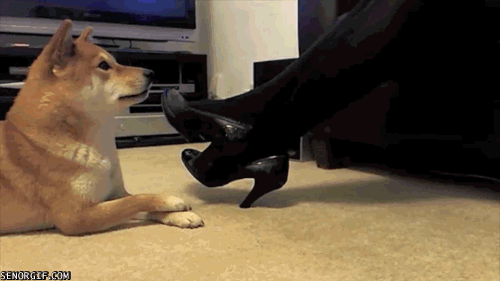 Dieren Gifs Hond oefening kraakpanden 