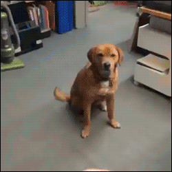 Honden GIF. Dieren Computer Gifs Hond Kijken 