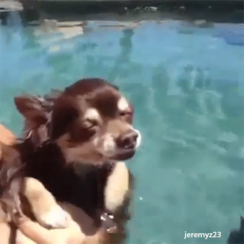 Dieren Gifs Hond truc oversteken 