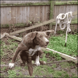 Honden GIF. Dieren Gifs Hond Oud 
