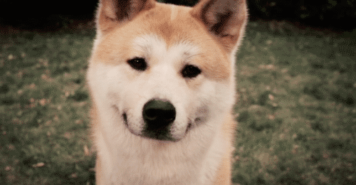 Dieren Puppy Sneeuw Gifs Hond 