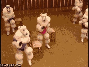 Honden GIF. Dieren Gifs Hond Overwinning Surfing 