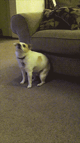 Honden GIF. Dieren Bioscoop Gifs Hond Hachiko 