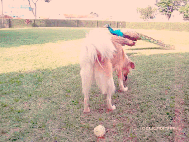 Dieren Puppy Sneeuw Gifs Hond 