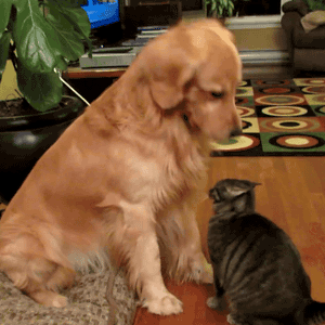 Honden GIF. Dieren Zwemmen Gifs Hond Teckel 