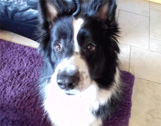Dieren Gifs Hond reactie likken het+eten hilarisch 