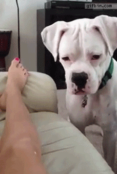 Dieren Gifs Hond laser been wijzer 