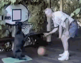 Honden GIF. Dieren Basketbal Gifs Hond 