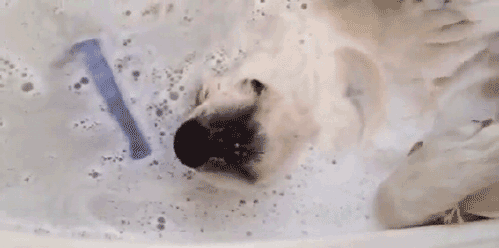 Dieren Gifs Hond mislukken vangst halen 