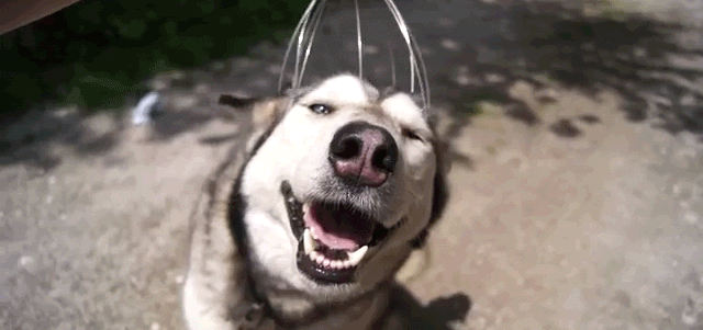 Dieren Gifs Hond zoute+krakeling 