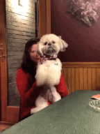 Honden GIF. Dieren Gifs Hond Zittend Meubilair 