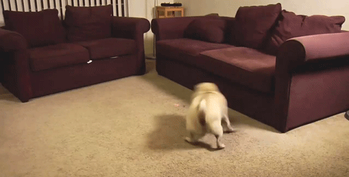 Dieren Gifs Hond aandrijving omwtsyo 
