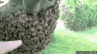Eddie Izzard GIF. Dieren Bijen Gifs Filmsterren Eddie izzard Eng Hypnotisch Zwermen Beeeees Dingen bedekt met bijen 
