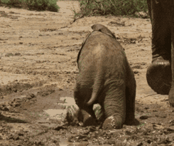 Baby GIF. Dieren Spelen Olifant Baby Gifs 