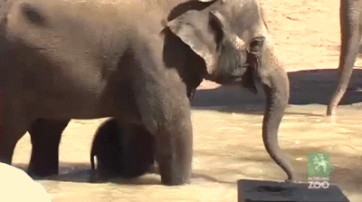 Dieren Olifant Gifs exploderen 