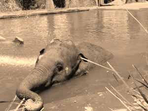 Baby GIF. Dieren Olifant Baby Gifs Effect Modder 