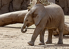 Olifant GIF. Dieren Olifanten Olifant Gifs 