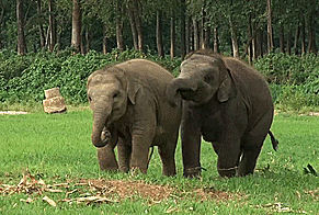 Olifant GIF. Dieren Olifant Gifs 