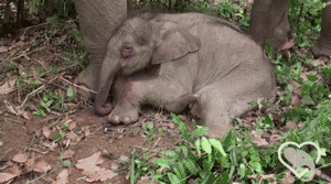 Olifant GIF. Dieren Olifant Gifs 