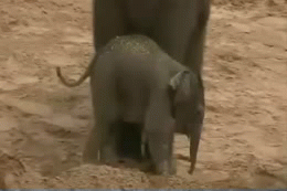 Baby GIF. Dieren Olifant Baby Gifs Nom 