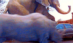 Olifant GIF. Dieren Olifant Gifs Animalsbeingjerks Klop 