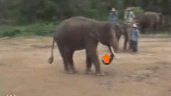 Dieren Olifant Gifs upvote 