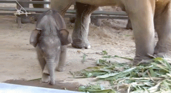 Dieren Olifant Gifs cinemagraph 