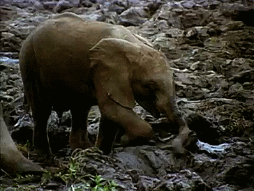 Dieren Olifant Roze Gifs MRW 