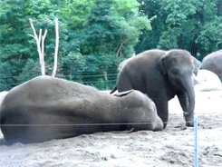 Olifant GIF. Dieren Olifant Gifs 
