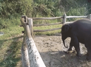 Olifant GIF. Dieren Olifant Gifs 