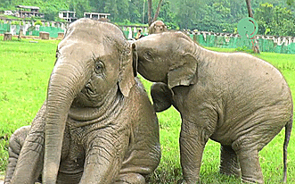 Dieren Olifant Gifs intrappen 