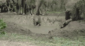 Olifant GIF. Dieren Olifant Gifs 