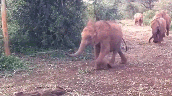 Dieren Spinnen Olifant Baby Gifs 