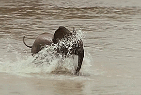 Olifant GIF. Dieren Olifant Gifs 