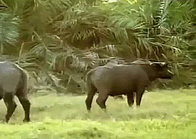 Baby GIF. Dieren Olifant Baby Gifs Gepoept 